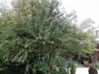 DSC09302