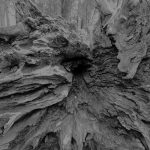 朽ちてなお・・・